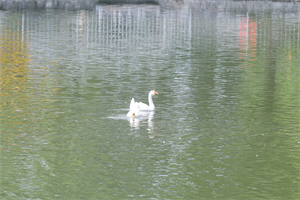 国贤BIC国际高中学部校园一角