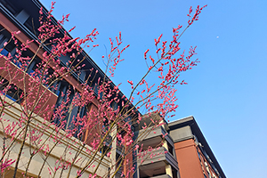 BANZ行中中学(原英澳美学校)校园一角