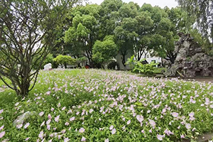 上海常青学校环境